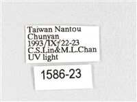 銀肩枯葉蛾藏品圖，第3張