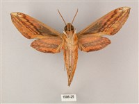 綠背斜紋天蛾藏品圖，第2張