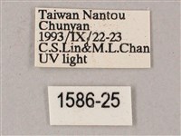 綠背斜紋天蛾藏品圖，第3張