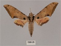 廣東鷹翅天蛾藏品圖，第1張