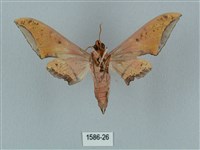 廣東鷹翅天蛾藏品圖，第2張