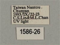 廣東鷹翅天蛾藏品圖，第3張