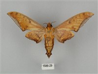 裂斑鷹翅天蛾藏品圖，第2張