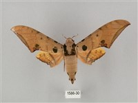 裂斑鷹翅天蛾藏品圖，第1張