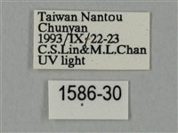 裂斑鷹翅天蛾藏品圖，第3張