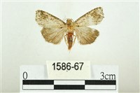 白斑散紋夜蛾藏品圖，第1張