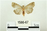 白斑散紋夜蛾藏品圖，第2張