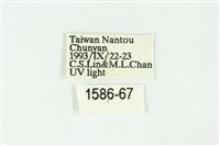 白斑散紋夜蛾藏品圖，第3張