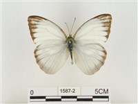 淡褐脈粉蝶藏品圖，第1張