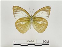 淡褐脈粉蝶藏品圖，第2張