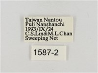 淡褐脈粉蝶藏品圖，第3張