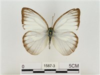 淡褐脈粉蝶藏品圖，第1張