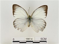 淡褐脈粉蝶藏品圖，第1張