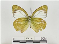 淡褐脈粉蝶藏品圖，第2張