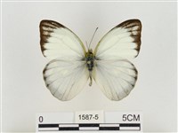 淡褐脈粉蝶藏品圖，第1張