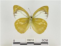 淡褐脈粉蝶藏品圖，第2張