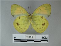 異粉蝶、雌白黃蝶藏品圖，第2張