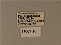 異粉蝶、雌白黃蝶藏品圖，第3張