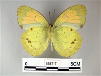 異粉蝶、雌白黃蝶藏品圖，第2張