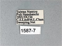 異粉蝶、雌白黃蝶藏品圖，第3張