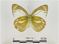 淡褐脈粉蝶藏品圖，第2張