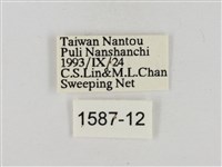 淡褐脈粉蝶藏品圖，第3張