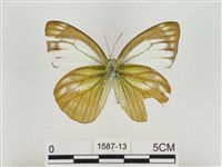 淡褐脈粉蝶藏品圖，第2張