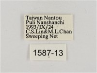 淡褐脈粉蝶藏品圖，第3張