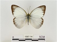 淡褐脈粉蝶藏品圖，第1張