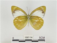 淡褐脈粉蝶藏品圖，第2張