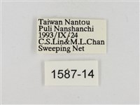 淡褐脈粉蝶藏品圖，第3張