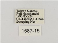 淡褐脈粉蝶藏品圖，第3張