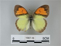 異粉蝶、雌白黃蝶藏品圖，第1張