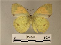 異粉蝶、雌白黃蝶藏品圖，第2張