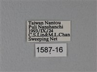 異粉蝶、雌白黃蝶藏品圖，第3張