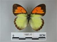 異粉蝶、雌白黃蝶藏品圖，第1張