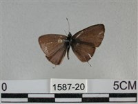 波灰蝶藏品圖，第1張