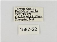 淡褐脈粉蝶藏品圖，第3張