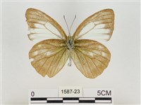 淡褐脈粉蝶藏品圖，第2張