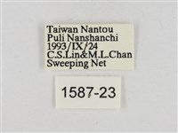 淡褐脈粉蝶藏品圖，第3張