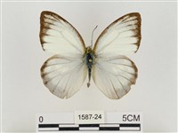 淡褐脈粉蝶藏品圖，第1張