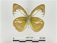 淡褐脈粉蝶藏品圖，第2張