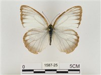 淡褐脈粉蝶藏品圖，第1張