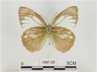 淡褐脈粉蝶藏品圖，第2張