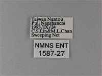 雙色帶蛺蝶藏品圖，第3張