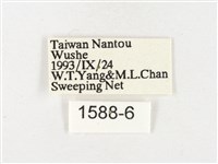 島嶼黃蝶、江崎黃蝶藏品圖，第3張