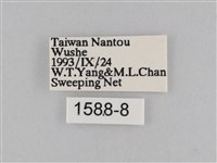 密紋波眼蝶藏品圖，第3張