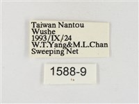 星黃蝶藏品圖，第3張