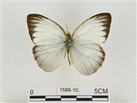 淡褐脈粉蝶藏品圖，第1張