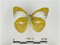 淡褐脈粉蝶藏品圖，第2張